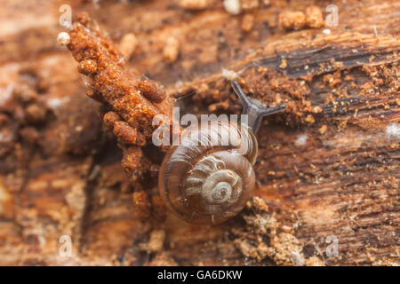 Eine schnelle Gloss (Zonitoides Arboreus) Schnecke bewegt sich langsam auf der Oberfläche eines faulen Baumes. Stockfoto