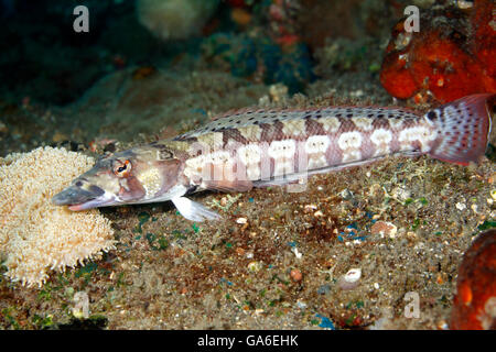 Aus vernetztem Sandperch, Parapercis tetracantha. Auch als schwarz gebänderte Seaperch bekannt. Tulamben, Bali, Indonesien. Bali Sea, Indischer Ozean Stockfoto