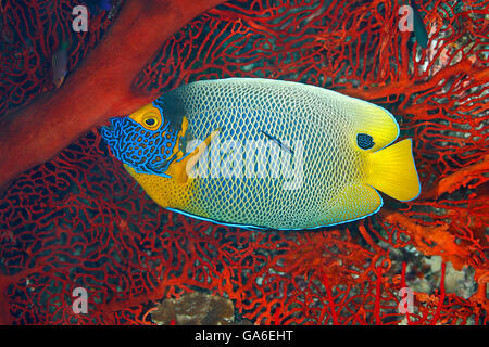 Blueface Kaiserfisch, Pomacanthus Xanthometopon. Auch bekannt als Yellowface Angelfish. Gereinigt durch eine Blue Streak Cleaner Wrasse Stockfoto