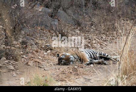 Das Bild der Tiger (Panthera Tigris) aufgenommen T57 in Ranthambore, Indien Stockfoto