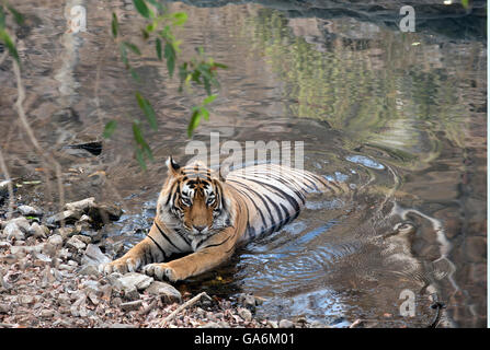 Das Bild der Tiger (Panthera Tigris) aufgenommen T57 in Ranthambore, Indien Stockfoto