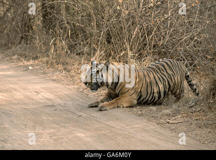 Das Bild der Tiger (Panthera Tigris) aufgenommen T57 in Ranthambore, Indien Stockfoto