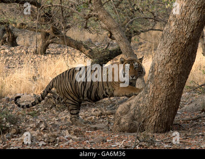 Das Bild der Tiger (Panthera Tigris) aufgenommen T57 in Ranthambore, Indien Stockfoto