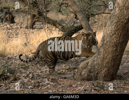 Das Bild der Tiger (Panthera Tigris) aufgenommen T57 in Ranthambore, Indien Stockfoto