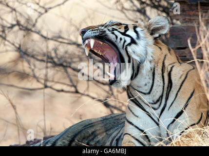 Das Bild der Tiger (Panthera Tigris) T84, aufgenommen Pfeilspitze in Ranthambore, Indien Stockfoto