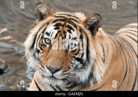Das Bild der Tiger (Panthera Tigris) aufgenommen T57 in Ranthambore, Indien Stockfoto