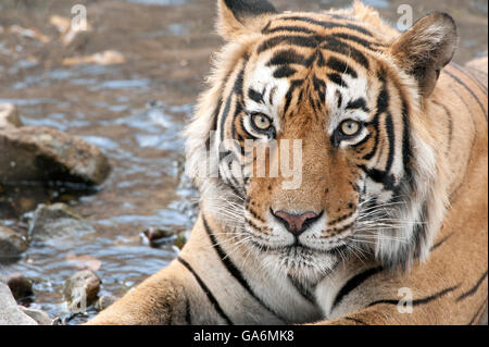 Das Bild der Tiger (Panthera Tigris) aufgenommen T57 in Ranthambore, Indien Stockfoto