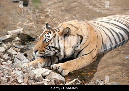 Das Bild der Tiger (Panthera Tigris) aufgenommen T57 in Ranthambore, Indien Stockfoto