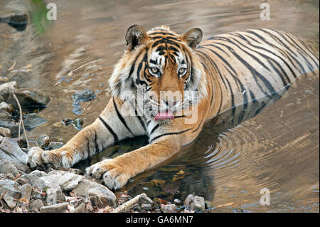 Das Bild der Tiger (Panthera Tigris) aufgenommen T57 in Ranthambore, Indien Stockfoto