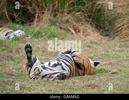 Das Bild der Tiger (Panthera Tigris) T85 oder Pacman erfolgte in Ranthambore, Indien Stockfoto