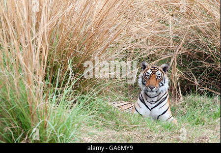 Das Bild der Tiger (Panthera Tigris) T84, aufgenommen Pfeilspitze in Ranthambore, Indien Stockfoto