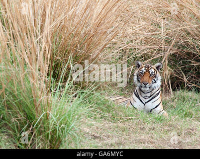 Das Bild der Tiger (Panthera Tigris) T84, aufgenommen Pfeilspitze in Ranthambore, Indien Stockfoto