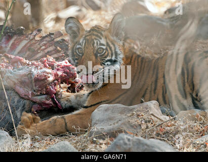 Das Bild von Tigerbaby (Panthera Tigris) der T60 aufgenommen in Ranthambore, Indien Stockfoto