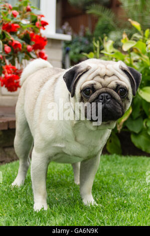 Ein Mops Hund draußen in einem Garten Stockfoto