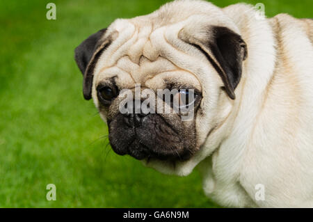 Ein Mops Hund im Freien auf einer Wiese Stockfoto