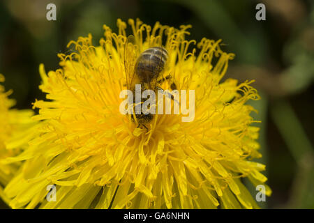 Biene auf Löwenzahn engagiert bei der Bestäubung von Pflanzen Stockfoto