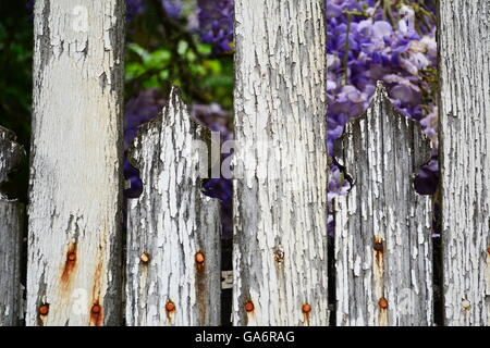 Detail verblasst der alten weißen Holzzaun mit rostigen Nägeln und Glycin im Hintergrund Stockfoto