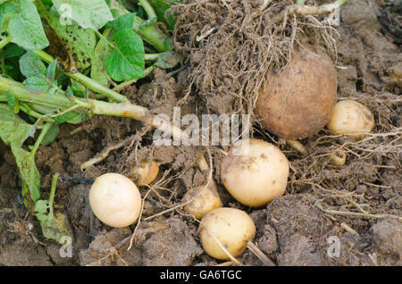 Gruppe von jungen frischen Kartoffeln Stockfoto