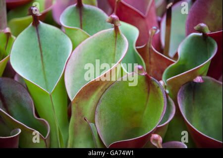 Fleischfressende Pflanzen bekannt als Heliamphora Kannenpflanzen bei der Atlanta botanische Garten Dorothy Chapman Fuqua Conservatory. Stockfoto