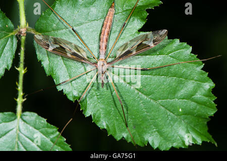 Tipula Maxima Schnake. Größte britische Kran-Fly in der Familie Tipulidae, zeigt stark gemusterten Flügel Stockfoto