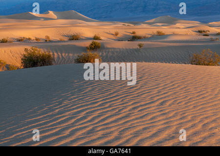 Mesquite Sanddünen im Death Valley National Park, Kalifornien, USA Stockfoto