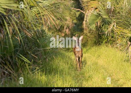 Eine Damhirschkuh weiß - angebundene Rotwild Spaziergänge durch den Wald an der Botany Bay Plantage 3. Juli 2016 in Edisto Island, South Carolina. Stockfoto