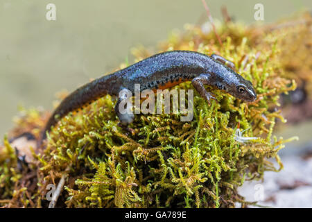 Bergmolch, Weibchen (Triturus Alpestris) Stockfoto