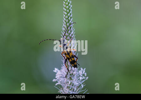 Spotted Longhorn Beetle (Strangalia Maculata) Stockfoto