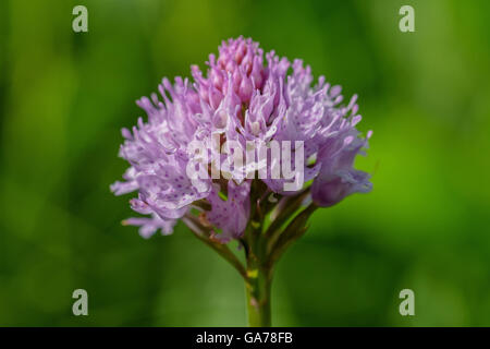 Rundköpfigen Orchidee (typische Globosa) Stockfoto