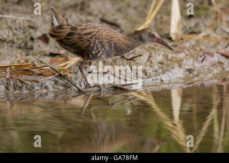 Wasserralle (Rallus Aquaticus) Wasser Schiene (Rallus Aquaticus) Stockfoto