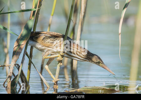 Zwergdommel (Ixobrychus Minutus) Stockfoto