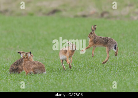 Feldhase (Lepus Europaeus) Stockfoto