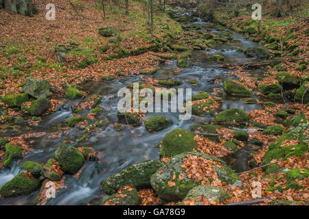 Kleine Ohe Waldbach, Nationalpark Bayerischer Wald, Bayern, Deutschland Stockfoto