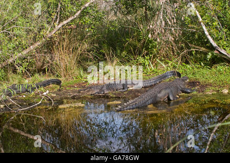 Krokodil, Alligator mississipiensis Stockfoto