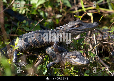Krokodil, Alligator mississipiensis Stockfoto