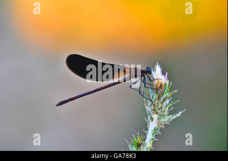 Bronzene Prachtlibelle (Calopteryx Haemorrhoidalis) - männlich Stockfoto