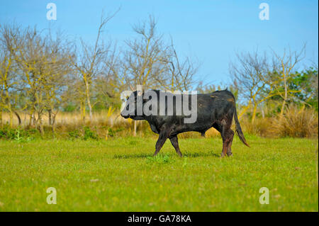 Camarguestier (Bos Primigenius Taurus) Camargue Bull Stockfoto