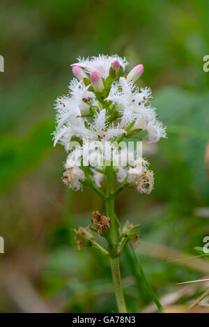 Fieberklee Fieberklee (Menyanthes Trifoliata) Stockfoto