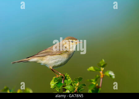 Fitis Fitis (Phylloscopus Trochilus) Stockfoto