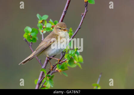 Fitis Fitis (Phylloscopus Trochilus) Stockfoto