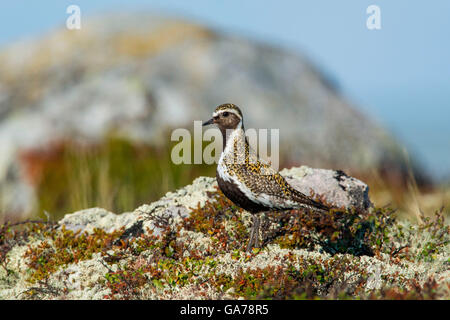 Goldregenpfeifer (Pluvialis Apricaria) europäischen Goldregenpfeifer Stockfoto