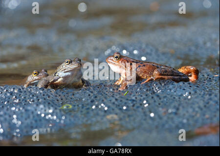 Grasfrosch (Rana Temporaria) Grasfrosch Stockfoto