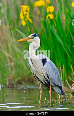 Graureiher (Ardea Cinerea) Graureiher Stockfoto