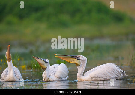 Krauskopfpelikan (Pelecanus Crispus) Dalmatien Pelikan Stockfoto