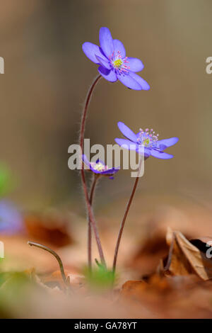 Leberbluemchen (Hepatica Nobilis) Lebermoos Stockfoto