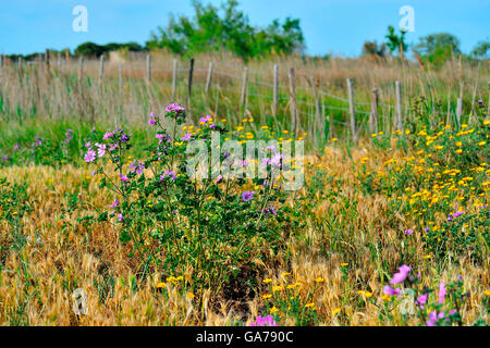 Malve Malve-Wilde (Malva Sylvestris), Suedfrankreich, Provence Stockfoto