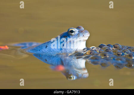 Moorfrosch (Rana Arvalis) moor Frosch, NP Kalkalpen, Österreich Stockfoto
