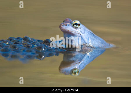 Moorfrosch (Rana Arvalis) moor Frosch, NP Kalkalpen, Österreich Stockfoto