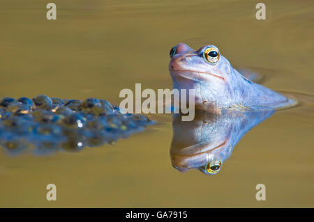 Moorfrosch (Rana Arvalis) moor Frosch, NP Kalkalpen, Österreich Stockfoto