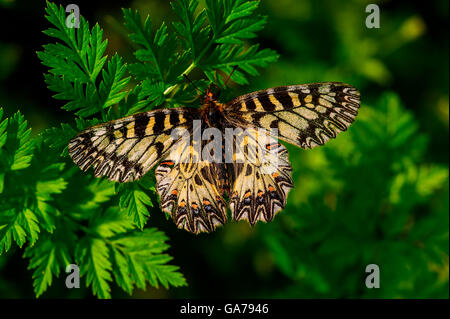 Osterluzeifalter (Zerynthia Polyxena) südlichen Schwalbenschwanz Stockfoto